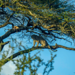 Affordable Tanzania Safari: How to Experience Wildlife Without the Premium Price Tag