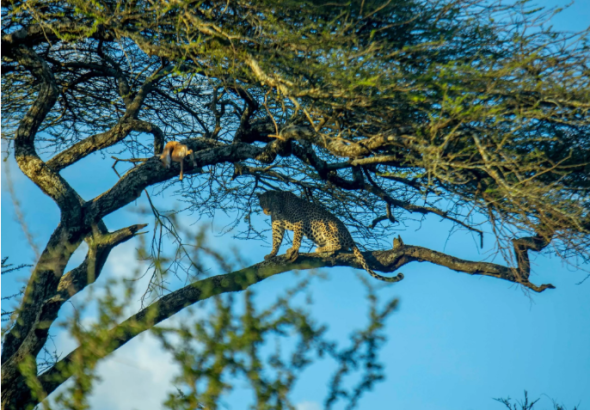 Affordable Tanzania Safari: How to Experience Wildlife Without the Premium Price Tag
