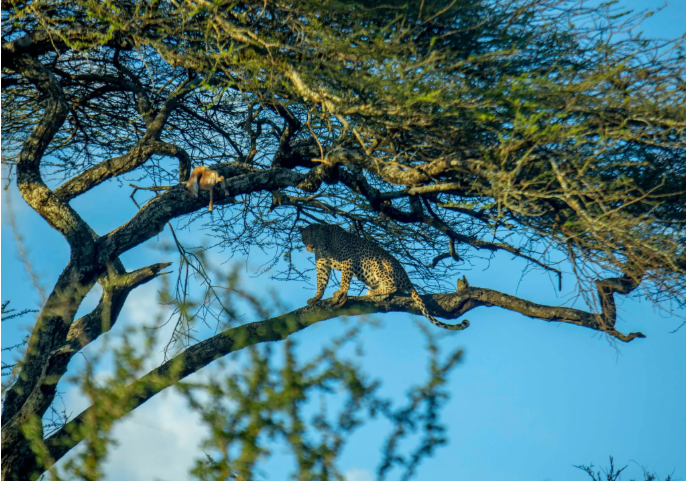 Affordable Tanzania Safari: How to Experience Wildlife Without the Premium Price Tag